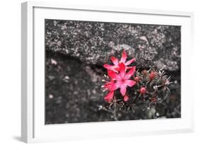 Bejaria Imthurnii (Ericaceae) on the Rocks of Mount Roraima in Venezuela-zanskar-Framed Photographic Print