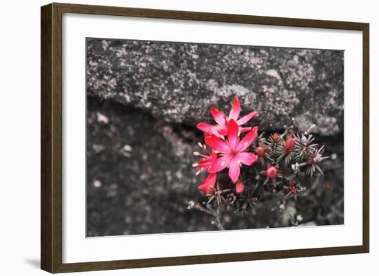 Bejaria Imthurnii (Ericaceae) on the Rocks of Mount Roraima in Venezuela-zanskar-Framed Photographic Print