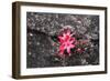 Bejaria Imthurnii (Ericaceae) on the Rocks of Mount Roraima in Venezuela-zanskar-Framed Photographic Print