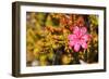 Bejaria Imthurnii (Ericaceae) on the Rocks of Mount Roraima in Venezuela-zanskar-Framed Photographic Print