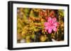 Bejaria Imthurnii (Ericaceae) on the Rocks of Mount Roraima in Venezuela-zanskar-Framed Photographic Print