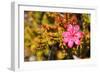 Bejaria Imthurnii (Ericaceae) on the Rocks of Mount Roraima in Venezuela-zanskar-Framed Photographic Print