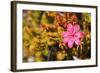 Bejaria Imthurnii (Ericaceae) on the Rocks of Mount Roraima in Venezuela-zanskar-Framed Photographic Print