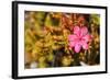 Bejaria Imthurnii (Ericaceae) on the Rocks of Mount Roraima in Venezuela-zanskar-Framed Photographic Print