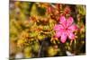 Bejaria Imthurnii (Ericaceae) on the Rocks of Mount Roraima in Venezuela-zanskar-Mounted Photographic Print