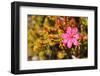 Bejaria Imthurnii (Ericaceae) on the Rocks of Mount Roraima in Venezuela-zanskar-Framed Photographic Print