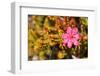 Bejaria Imthurnii (Ericaceae) on the Rocks of Mount Roraima in Venezuela-zanskar-Framed Photographic Print