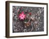 Bejaria Imthurnii (Ericaceae) on the Rocks of Mount Roraima in Venezuela-zanskar-Framed Photographic Print