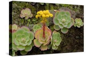 Bejeque (Aeonium - Greenovia Diplocyla) in Flower, La Palma, Canary Islands, Spain, March 2009-Relanzón-Stretched Canvas