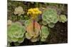 Bejeque (Aeonium - Greenovia Diplocyla) in Flower, La Palma, Canary Islands, Spain, March 2009-Relanzón-Mounted Photographic Print