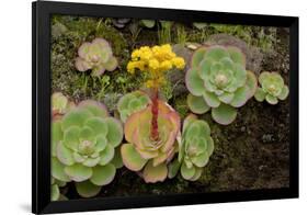 Bejeque (Aeonium - Greenovia Diplocyla) in Flower, La Palma, Canary Islands, Spain, March 2009-Relanzón-Framed Photographic Print