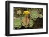 Bejeque (Aeonium - Greenovia Diplocyla) in Flower, La Palma, Canary Islands, Spain, March 2009-Relanzón-Framed Photographic Print