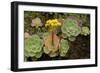 Bejeque (Aeonium - Greenovia Diplocyla) in Flower, La Palma, Canary Islands, Spain, March 2009-Relanzón-Framed Photographic Print