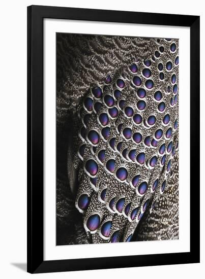 Bejewelled Bird-Staffan Widstrand-Framed Giclee Print