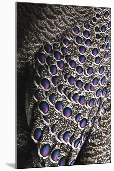 Bejewelled Bird-Staffan Widstrand-Mounted Giclee Print