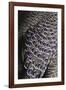 Bejewelled Bird-Staffan Widstrand-Framed Giclee Print