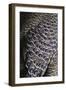 Bejewelled Bird-Staffan Widstrand-Framed Giclee Print