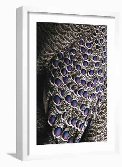 Bejewelled Bird-Staffan Widstrand-Framed Giclee Print