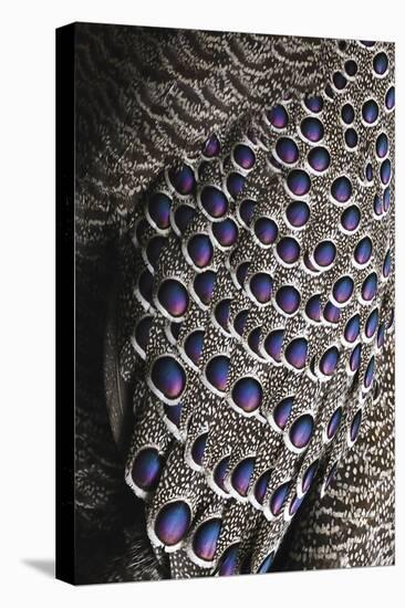 Bejewelled Bird-Staffan Widstrand-Stretched Canvas