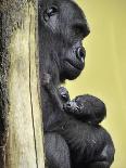 APTOPIX Hungary Newborn Gorilla-Bela Szandelszky-Framed Stretched Canvas