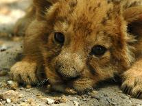 Lion Cub, Budapest, Hungary-Bela Szandelszky-Stretched Canvas