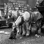 Billingsgate Fish Market 1954-Bela Zola-Photographic Print