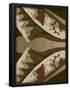 Essential Black