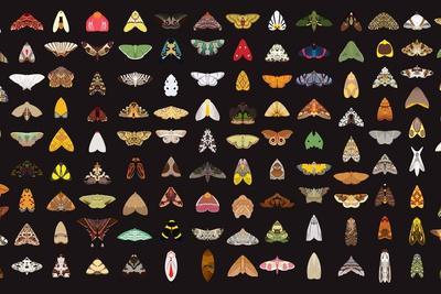 Pachanga Moths from Ecuador
