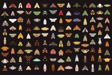 Pachanga Moths from Ecuador-Belen Mena-Giclee Print