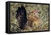 Belgian Bantam on Nest-null-Framed Stretched Canvas