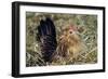 Belgian Bantam on Nest-null-Framed Photographic Print