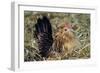 Belgian Bantam on Nest-null-Framed Photographic Print