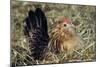 Belgian Bantam on Nest-null-Mounted Photographic Print