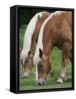 Belgian Draft Horses Jim, Right, and Jake Graze-null-Framed Stretched Canvas