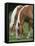 Belgian Draft Horses Jim, Right, and Jake Graze-null-Framed Stretched Canvas