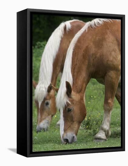 Belgian Draft Horses Jim, Right, and Jake Graze-null-Framed Stretched Canvas