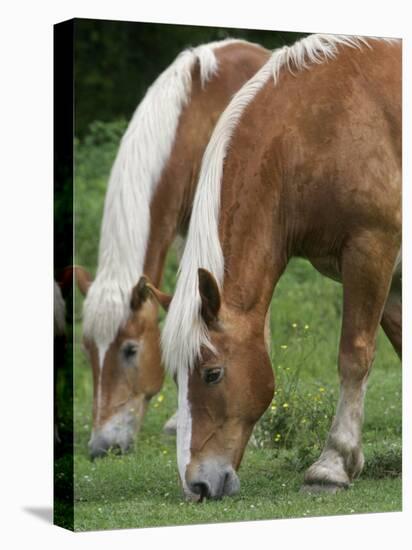 Belgian Draft Horses Jim, Right, and Jake Graze-null-Stretched Canvas