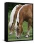 Belgian Draft Horses Jim, Right, and Jake Graze-null-Framed Stretched Canvas