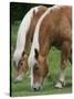 Belgian Draft Horses Jim, Right, and Jake Graze-null-Stretched Canvas