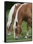 Belgian Draft Horses Jim, Right, and Jake Graze-null-Framed Stretched Canvas