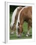 Belgian Draft Horses Jim, Right, and Jake Graze-null-Framed Premium Photographic Print