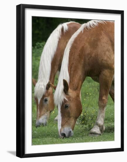 Belgian Draft Horses Jim, Right, and Jake Graze-null-Framed Premium Photographic Print