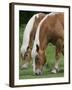 Belgian Draft Horses Jim, Right, and Jake Graze-null-Framed Premium Photographic Print