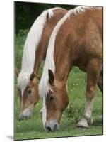 Belgian Draft Horses Jim, Right, and Jake Graze-null-Mounted Photographic Print