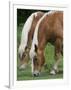 Belgian Draft Horses Jim, Right, and Jake Graze-null-Framed Photographic Print