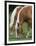 Belgian Draft Horses Jim, Right, and Jake Graze-null-Framed Photographic Print