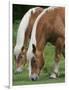 Belgian Draft Horses Jim, Right, and Jake Graze-null-Framed Photographic Print