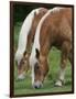 Belgian Draft Horses Jim, Right, and Jake Graze-null-Framed Photographic Print