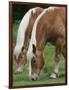 Belgian Draft Horses Jim, Right, and Jake Graze-null-Framed Photographic Print