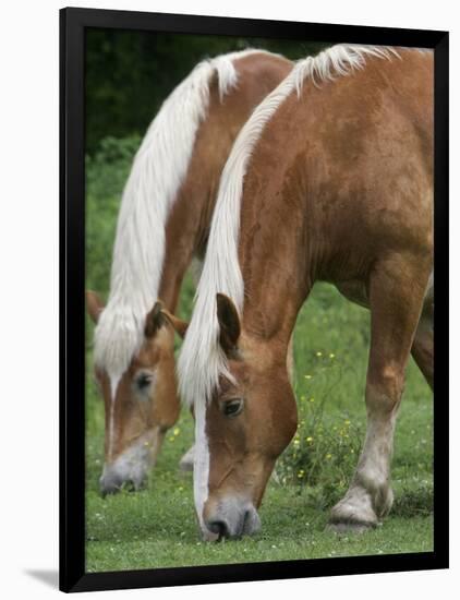 Belgian Draft Horses Jim, Right, and Jake Graze-null-Framed Photographic Print